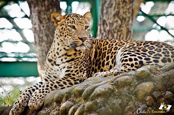 Leopard at Bannerghatta Biological Park